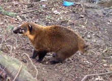 The Marlow Coati – an update from Lady McAlpine!