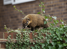 “Houdini” the Marlow coati – further updates!