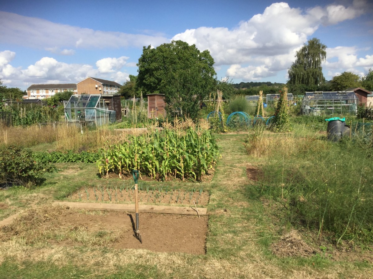 Allotment plots are now available..