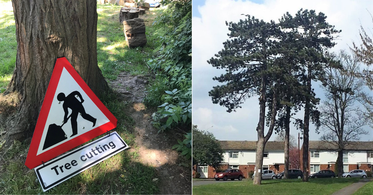 Community successfully saves its trees!