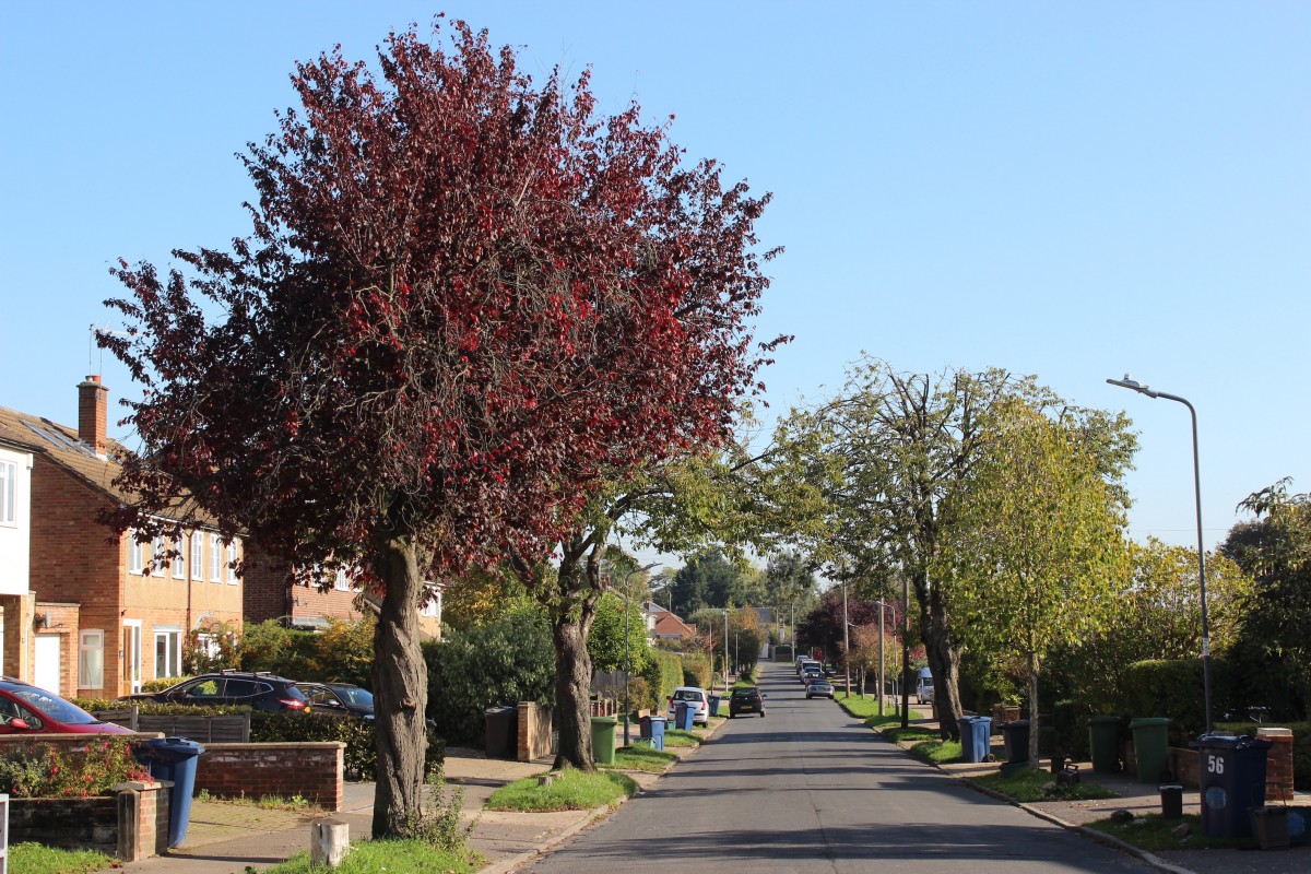 Marlow Town Council and residents work together to “releaf” Marlow