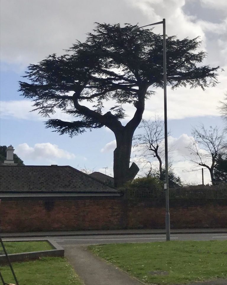Farewell to an iconic Marlow tree My Marlow