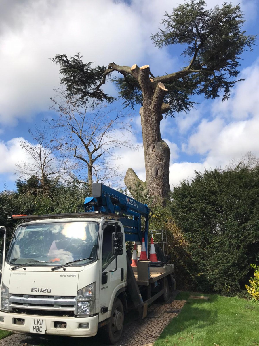 CedarTreegone3 My Marlow