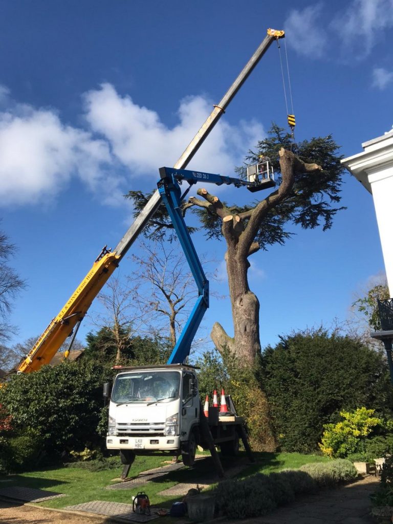 Farewell to an iconic Marlow tree My Marlow