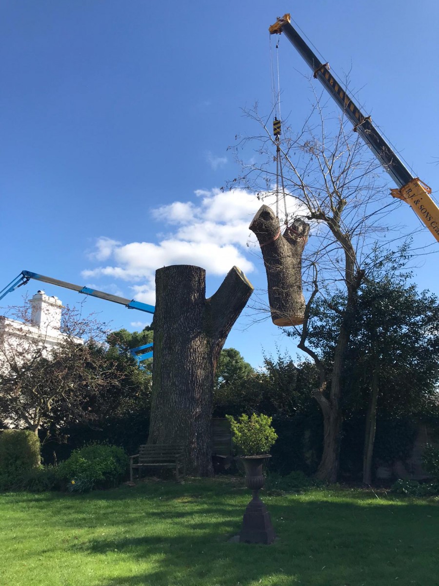 CedarTreegone7 My Marlow