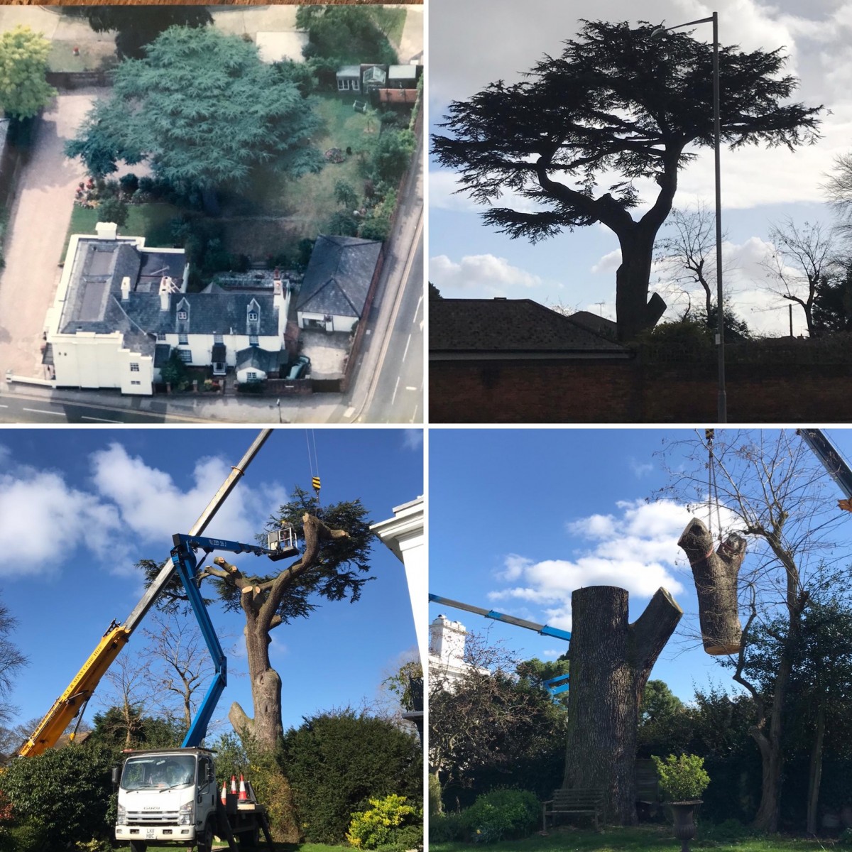 CedarTreegone8 My Marlow