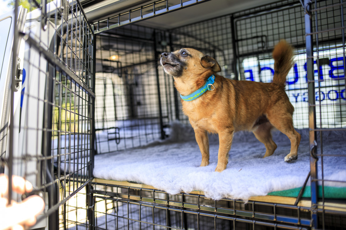 Door-to-door doggy day care arrives