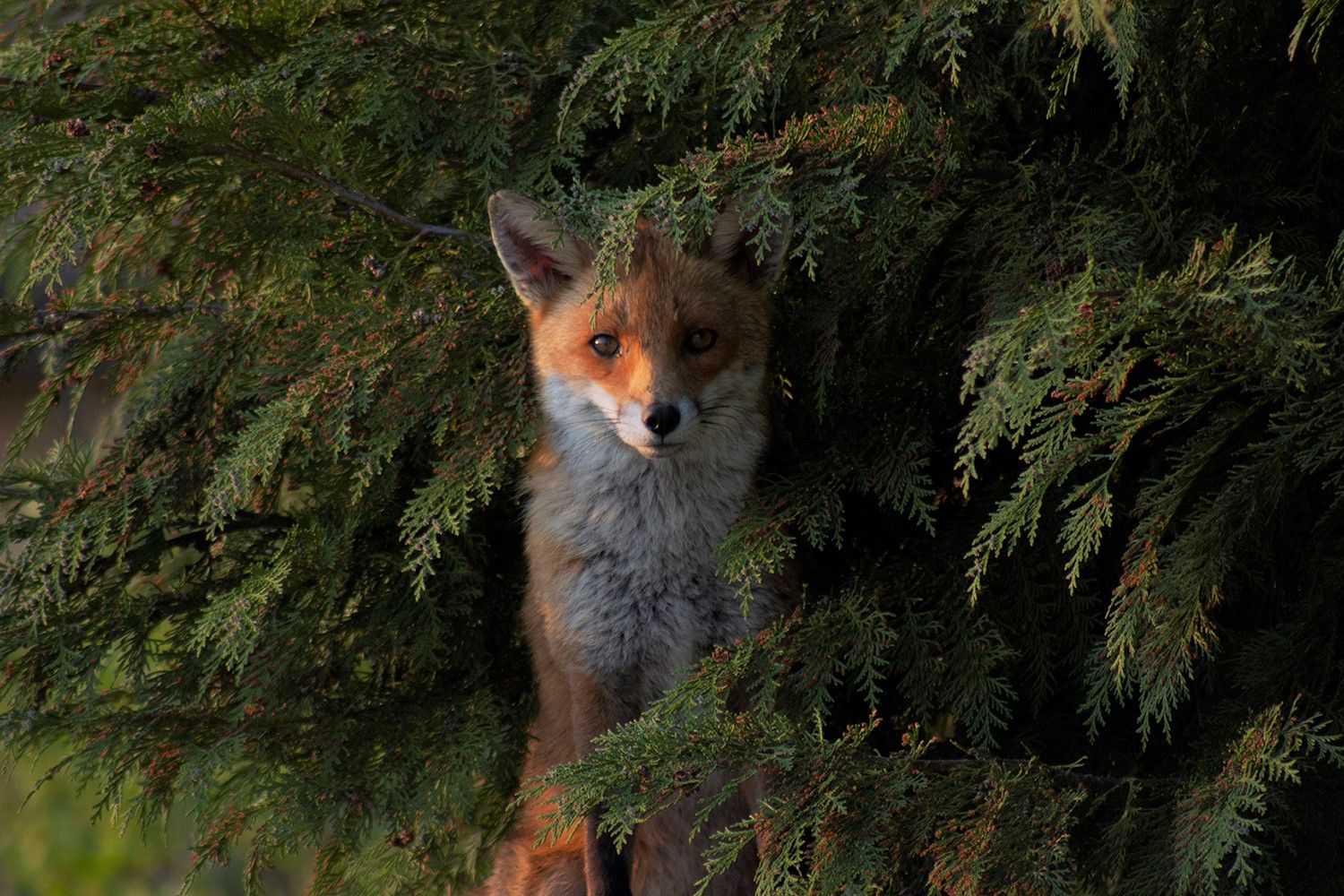 Wild Marlow’s Photo Competition and Exhibition