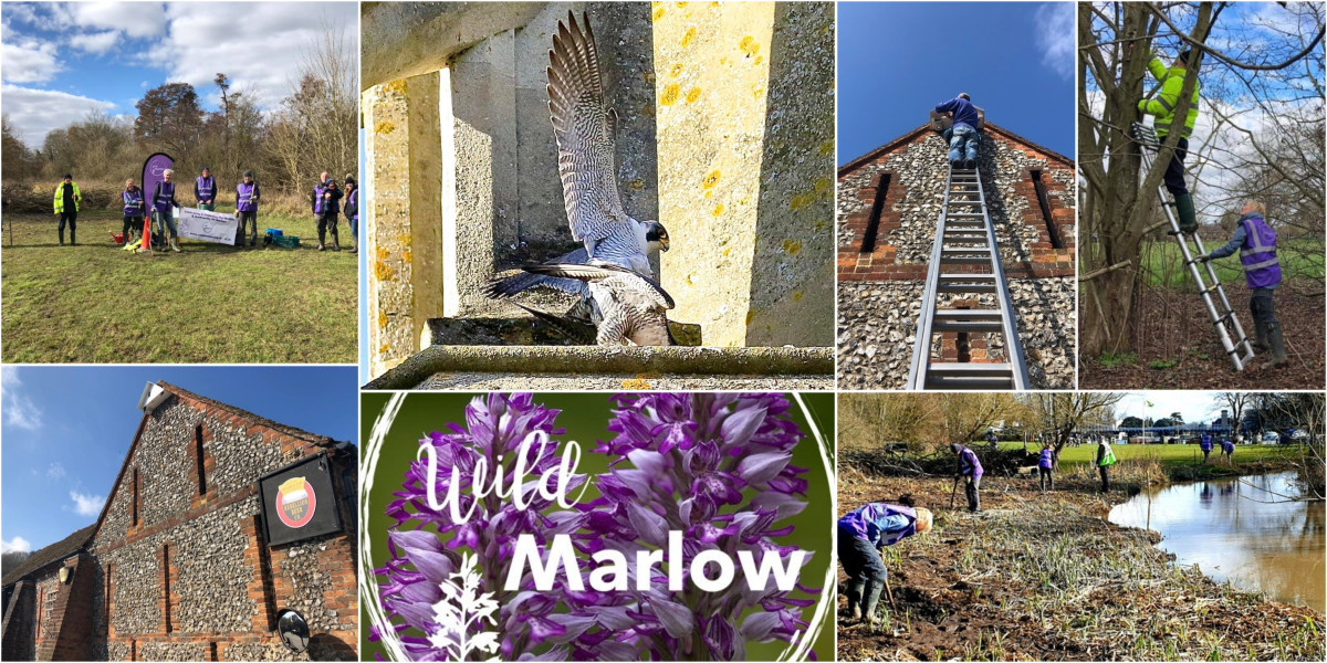 Wild Marlow update – March 2021