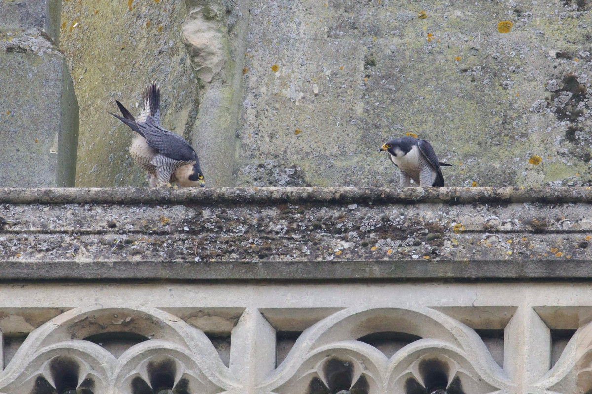 Marlow’s winged celebrity couple named