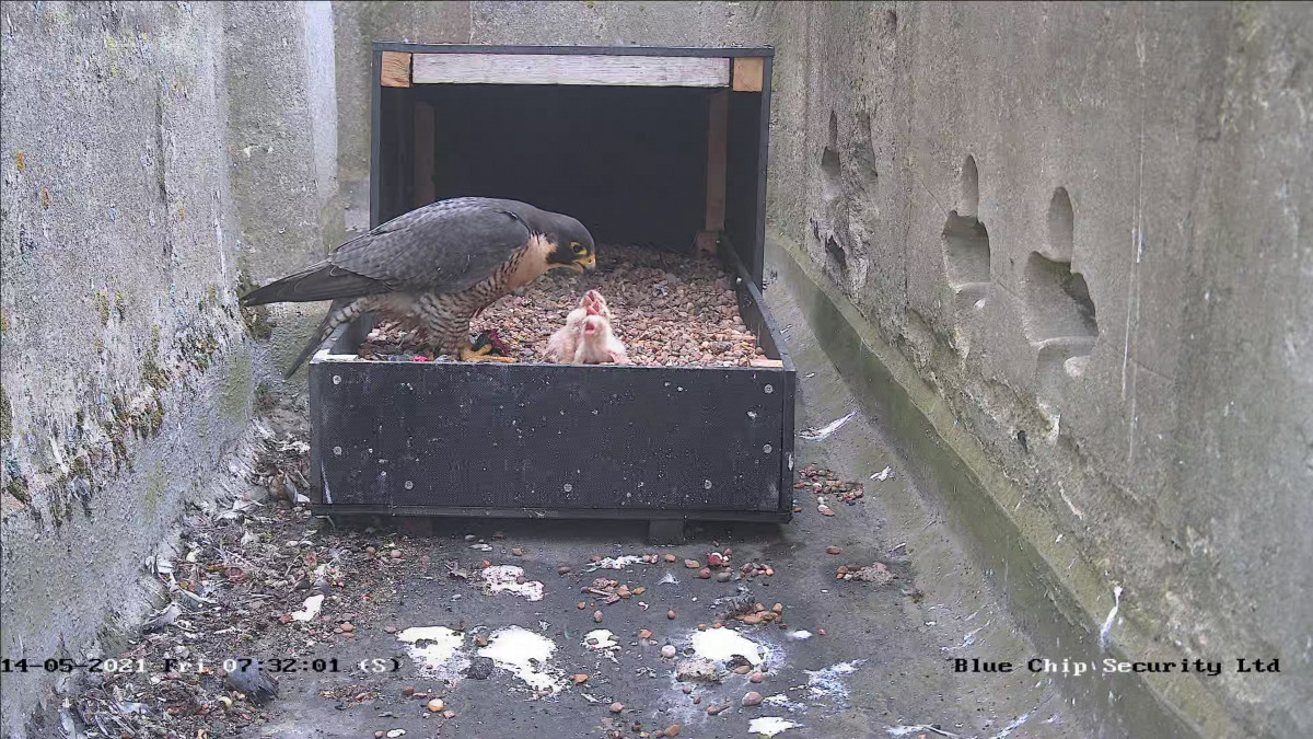 Wild Marlow welcomes new Peregrine Falcon chicks at All Saints’ Church
