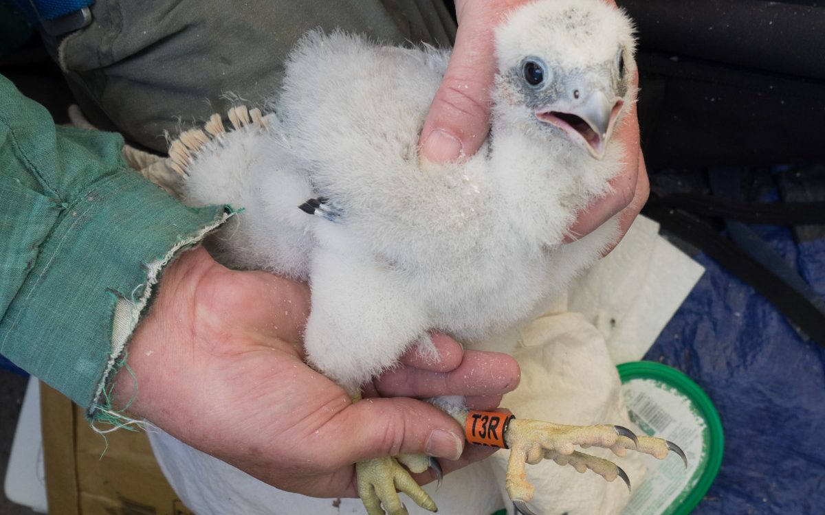 Marlow’s Peregrine Falcon Chicks are Ringed