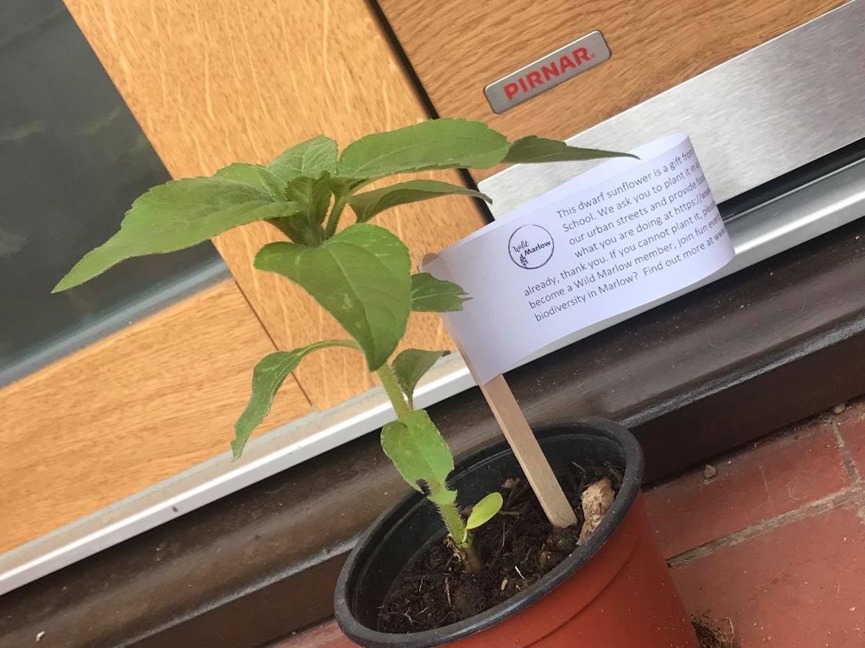 Marlow’s mystery sunflowers