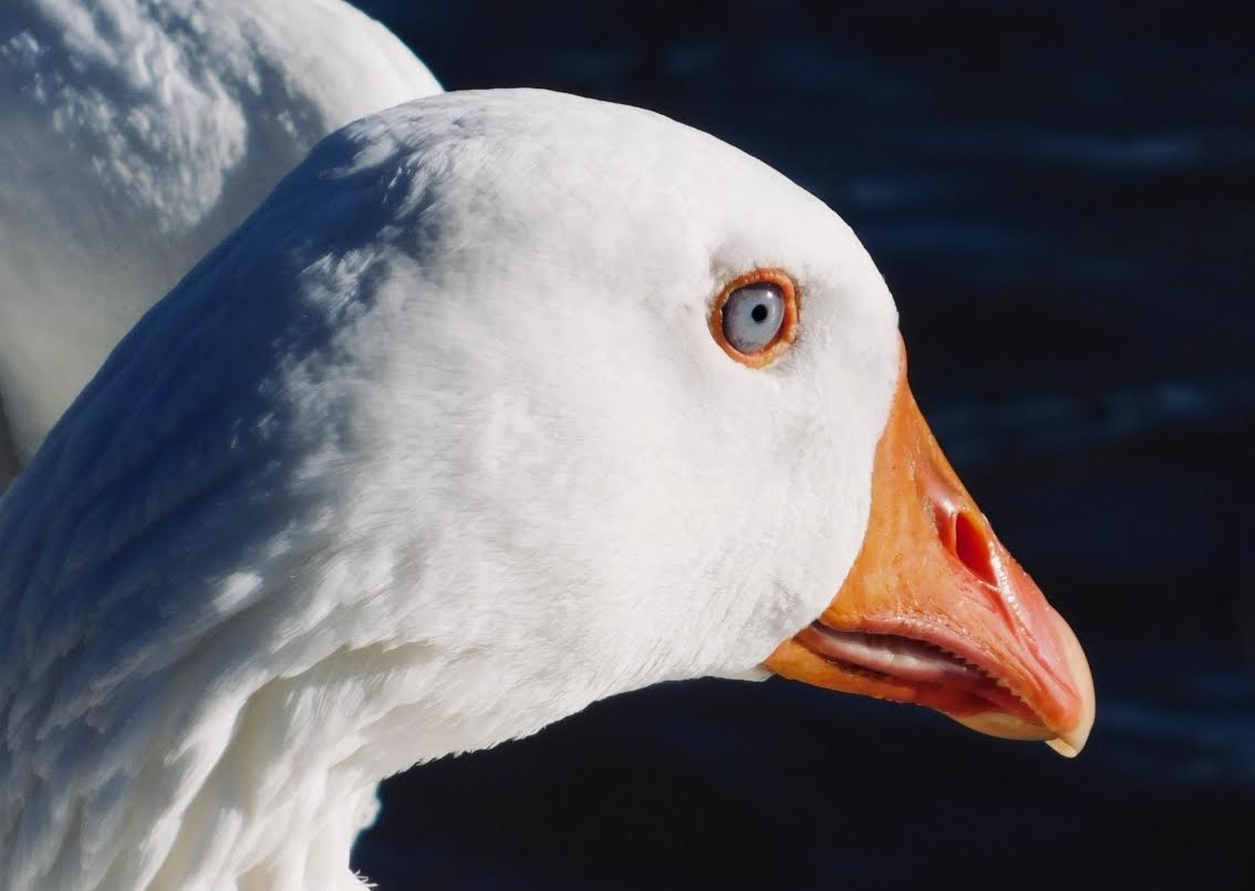 Entries open for Wild Marlow’s photo competition 2024