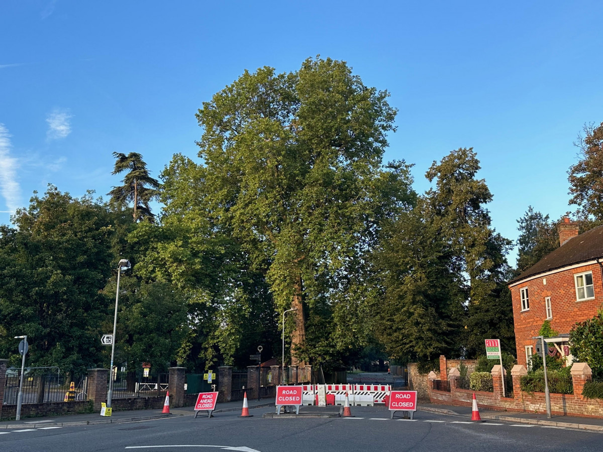 Good news on the Pound Lane tree!
